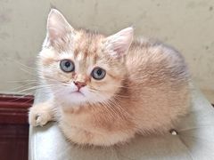 -艾贝尔宠物医院 ·内科全科(梁溪路店)