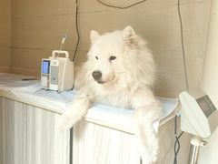 -爱侣·安琦尔宠物医院·中兽医针灸·心内科·狂犬免疫点(宝山区院)