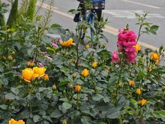 -洋洋广场(南街店)