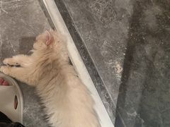 -小猫来了·猫舍(红山六九七九店)