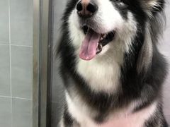 -宠福鑫康馨动物医院·骨科·眼科