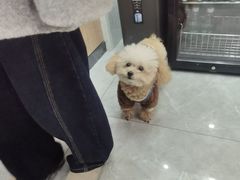 -半岛宠物医院24小时·内窥镜·牙科·碎石中心(府城大道店)