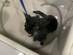 -酷狗靓猫宠物·洗护·美容·寄养(航北路店)