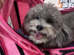 -佳雯宠物医院·皮肤科·内外科(春晓路分院)