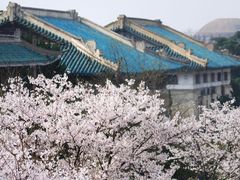 -武汉大学-樱园