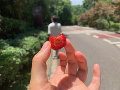 -铁山坪森林公园