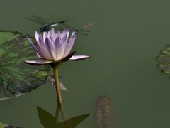 -国家植物园南园
