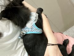 -四月宠物医院·猫专科·心脏专科·内科(转塘店)