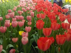 -洛阳郁金香牡丹园