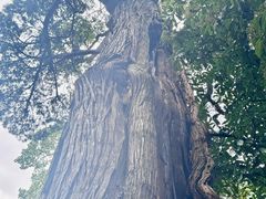 -青岛崂山太清宫