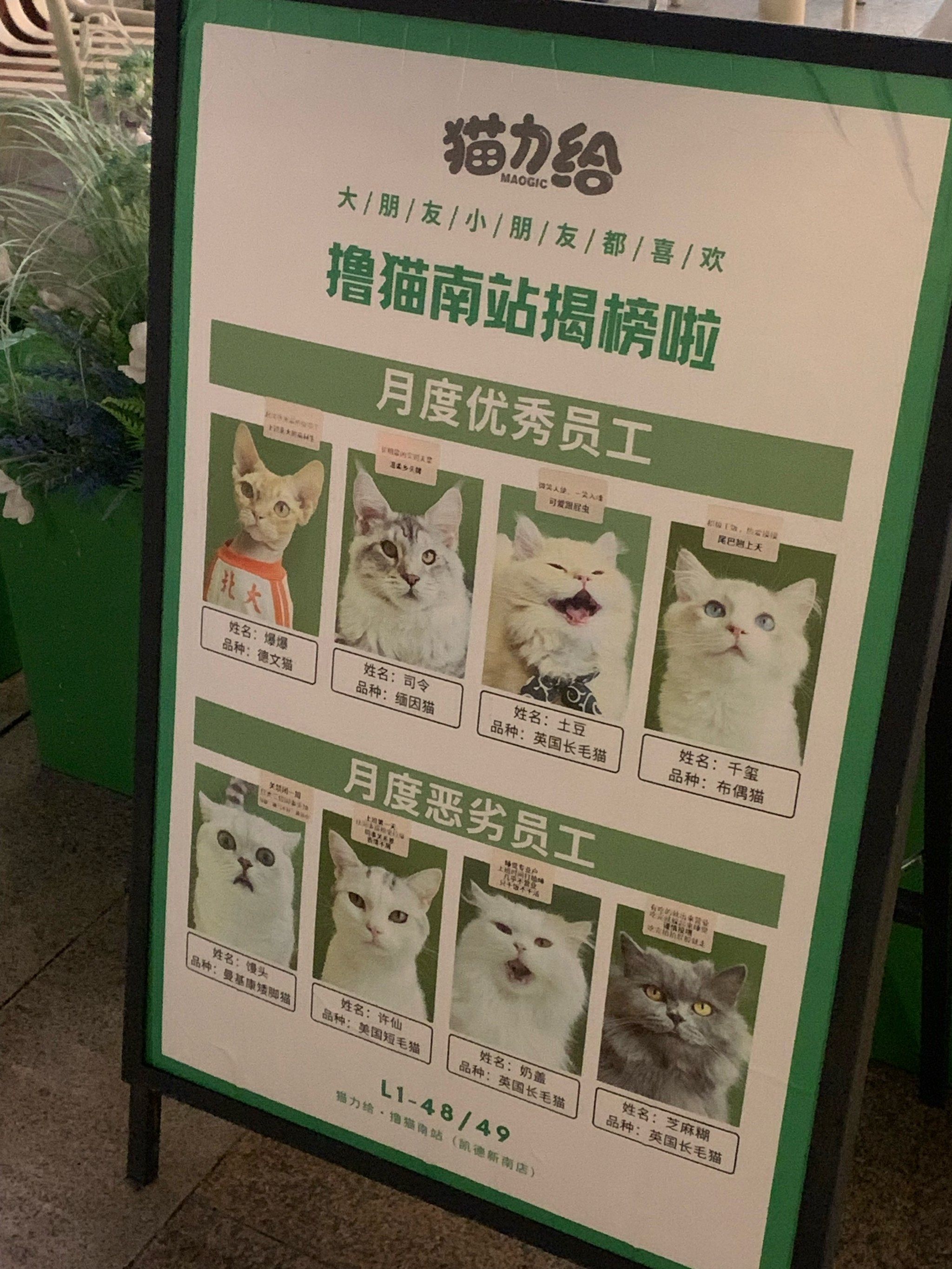 猫咪天地～宠物乐园