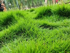 -东莞植物园