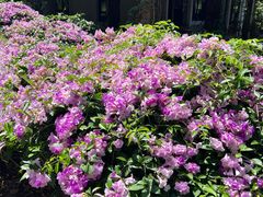 -中国科学院西双版纳热带植物园