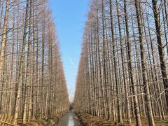 -东平国家森林公园