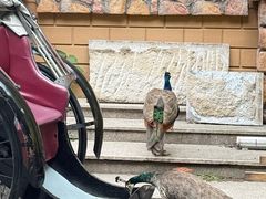 -J Create城市露营咖啡·简餐·宠物(上海动物园店)