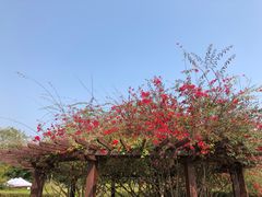 -中国科学院西双版纳热带植物园