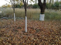 -大兴滨河森林公园