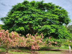 -中国科学院西双版纳热带植物园