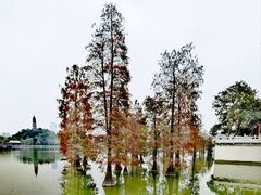 -顺峰山公园
