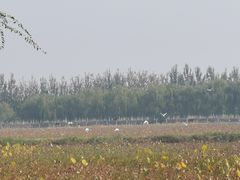 -西青郊野公园