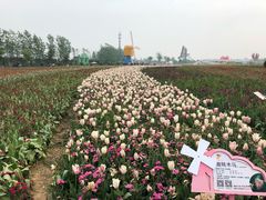 -荷兰花海
