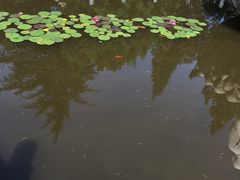 -王顺山国家森林公园