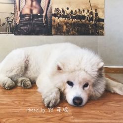 -英刺青 纹身 洗纹身