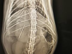 -瑞鹏瑞爱宠物医院·全科·猫科·血液透析中心(龙头寺店)