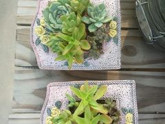 -龙大花卉苗木市场