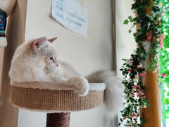 -藏猫猫咖啡主题馆(中央大道店)