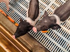 -北京鹿世界主题园