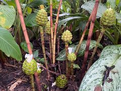 -中国科学院西双版纳热带植物园