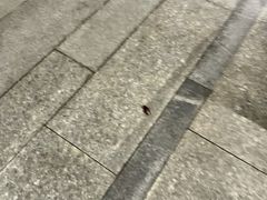 -北京索菲特大酒店