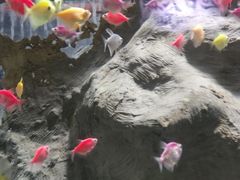 -苏州海洋馆