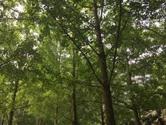 -重庆彩云湖湿地公园