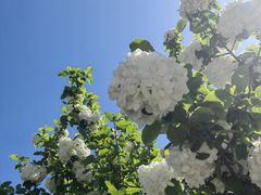 -上海滨江森林公园