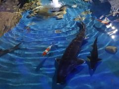 -西安曲江海洋极地公园
