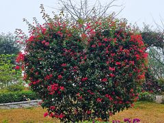 -东莞植物园