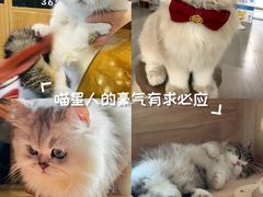 -欣宠猫屋·矮脚拿破仑·蓝金金渐层