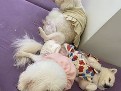 -怪兽屋·羊驼·猫咖·狗咖(俊华广场店)