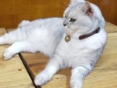 -李小姐の猫咖啡馆(五角场店)