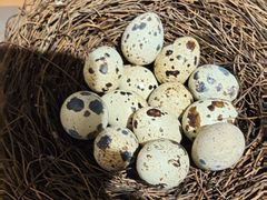 -深海聚汇·牛榴宴·自助料理(江宁万达店)