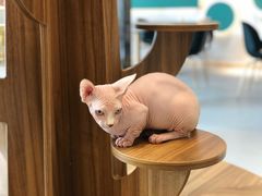 -飞行喵MR PILOT|猫舍·猫咖(静安大融城店)