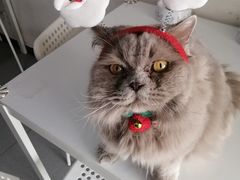 -我爱猫咪·猫咖·狗咖·安哥拉兔·羊驼咖(小寨华旗店)