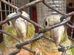 -合肥野生动物园