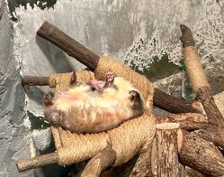 -Zoolung Zoolung动物主题公园(海信广场店)