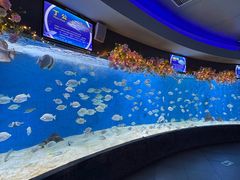 -合肥海洋世界