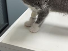 -伟伟宠物医院·CT影像中心·瑞派犬猫综合性门诊(汉口总院)