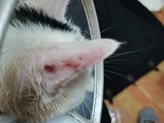 -暖阳宠物医院·犬猫康复中心·骨科