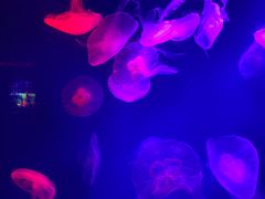 -成都浩海立方海洋公园